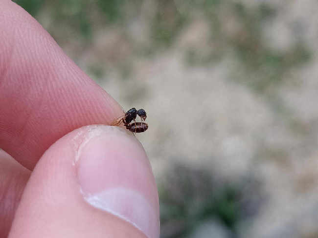 Flight image for Tetramorium caespitum group on 21 Aug 2025