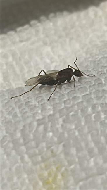 Flight image for Formicidae on 1 Apr 2025