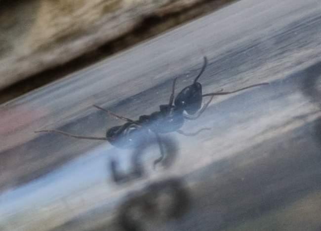 Flight image for Lasius fuliginosus on 29 Apr 2025