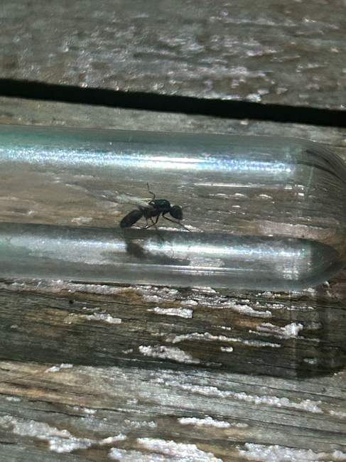 Flight image for Formicidae on 5 Apr 2025