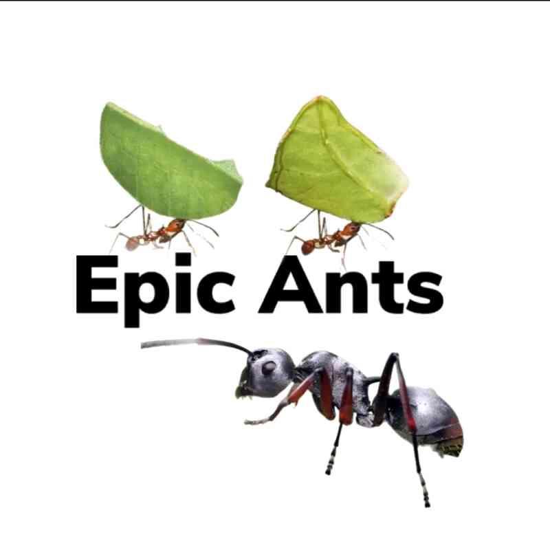 Lowie(Epic ants)