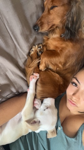 Lyloo, pet sitter à Paris