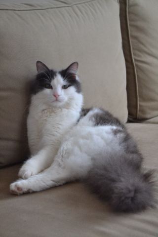 Camille, pet sitter à Marseille