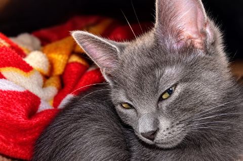 Julie, pet sitter à Muret