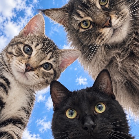 Marion, pet sitter à Martigues