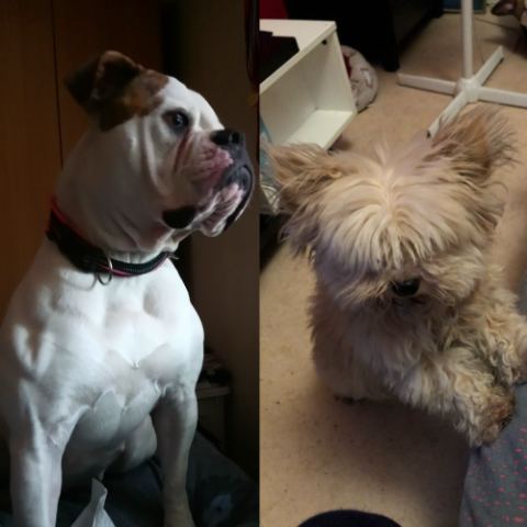 VICTORIA, pet sitter à Strasbourg