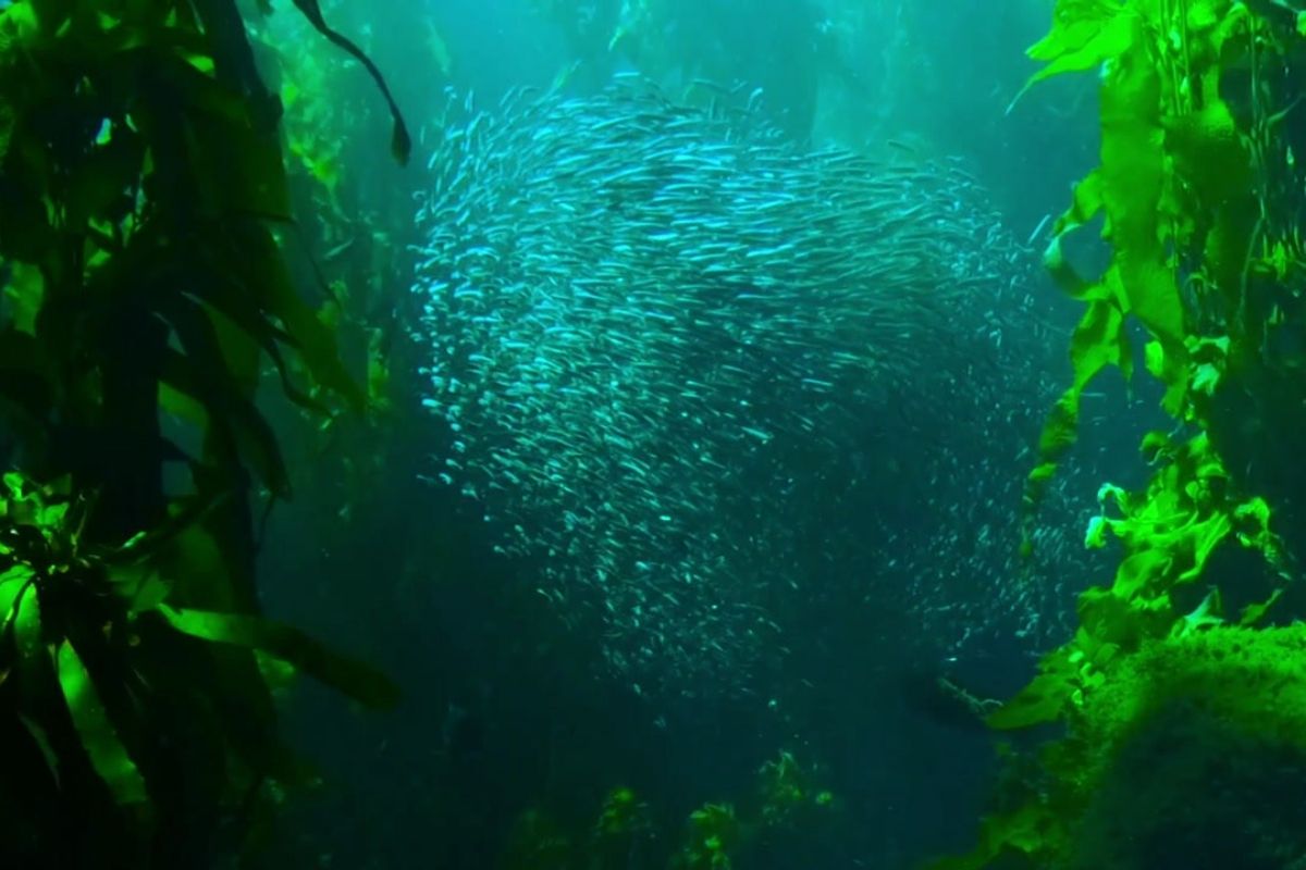 Deep Dive