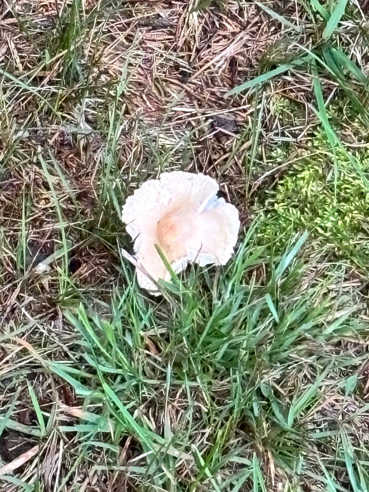 tdah_squirrel avatar