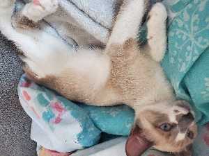 smokeybearadhd avatar