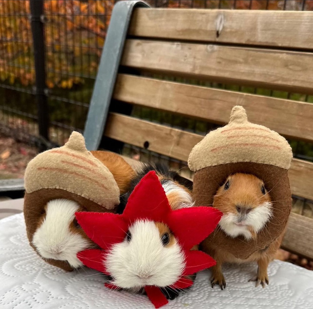 guineapigmama avatar