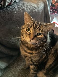 DINONUGGY ADHD avatar