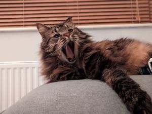 Liza - Shiza  avatar