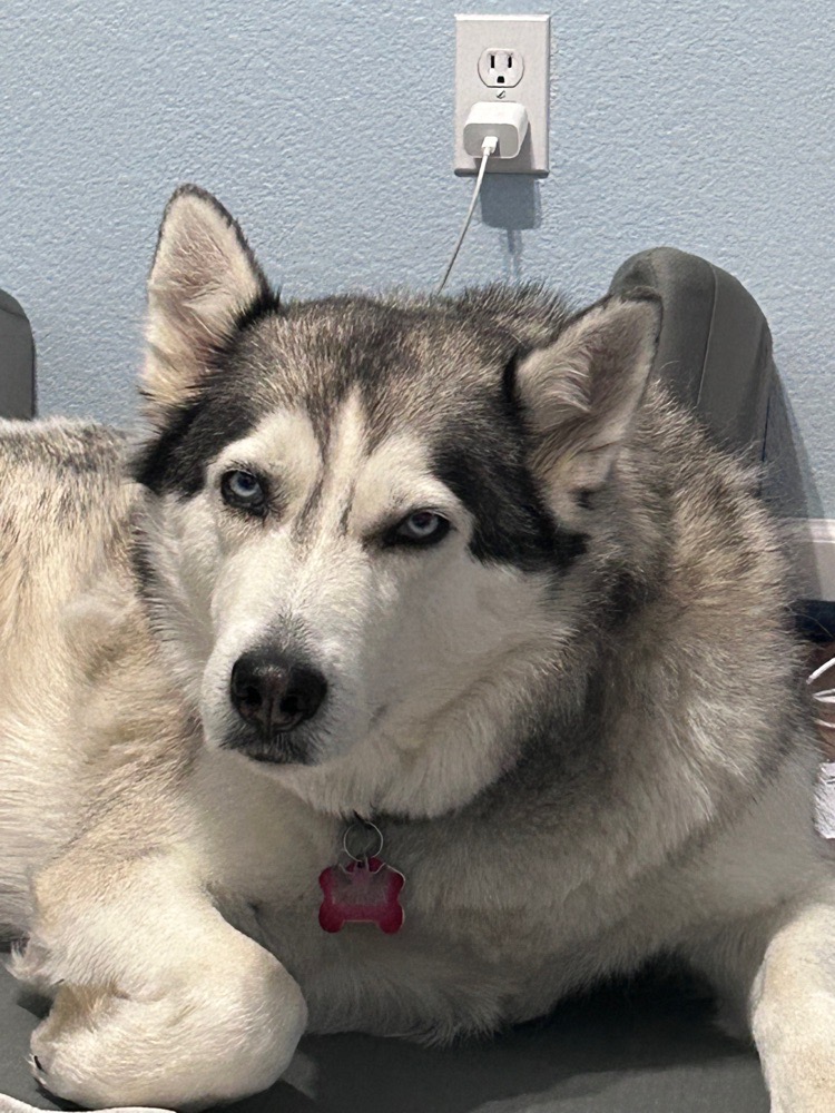 ProCrashtinator avatar