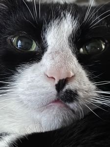 ConceptualCat avatar