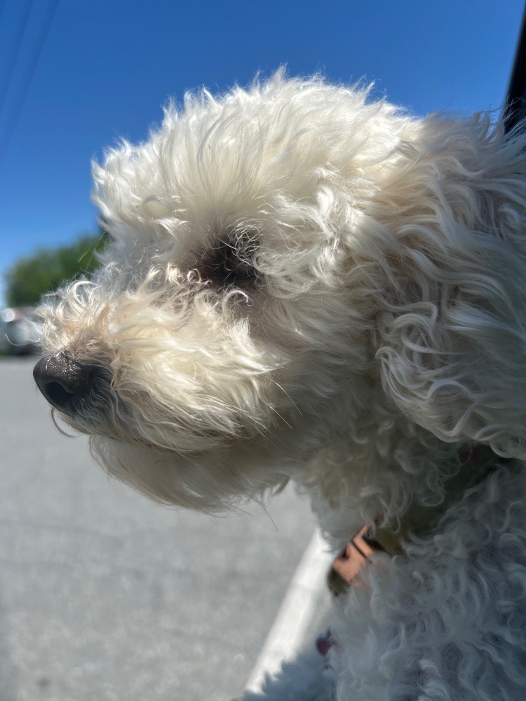 stopbarking00 avatar