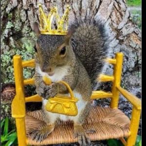 LookASquirrel avatar