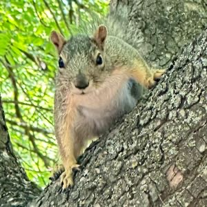 LookASquirrel avatar
