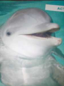 Quiet Dolphin avatar