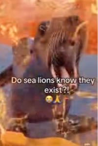 soresponsible! avatar