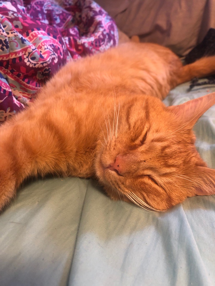 flagstafflocal avatar