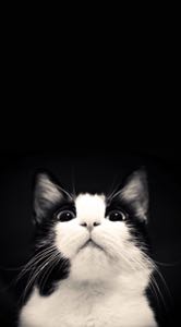 irish-scot362 avatar