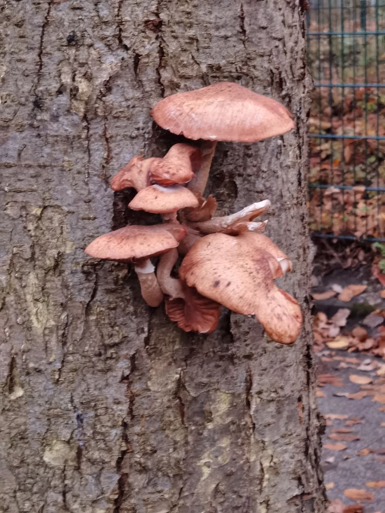 Tami de Haan  avatar