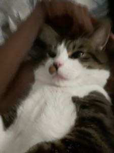 Altpeachjelly avatar