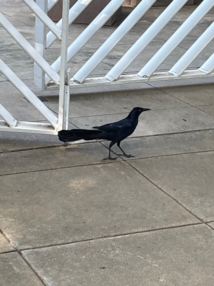 CrowDoesStuff avatar