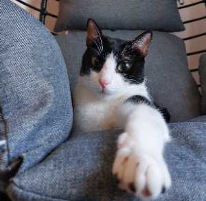 cabeça de vento avatar