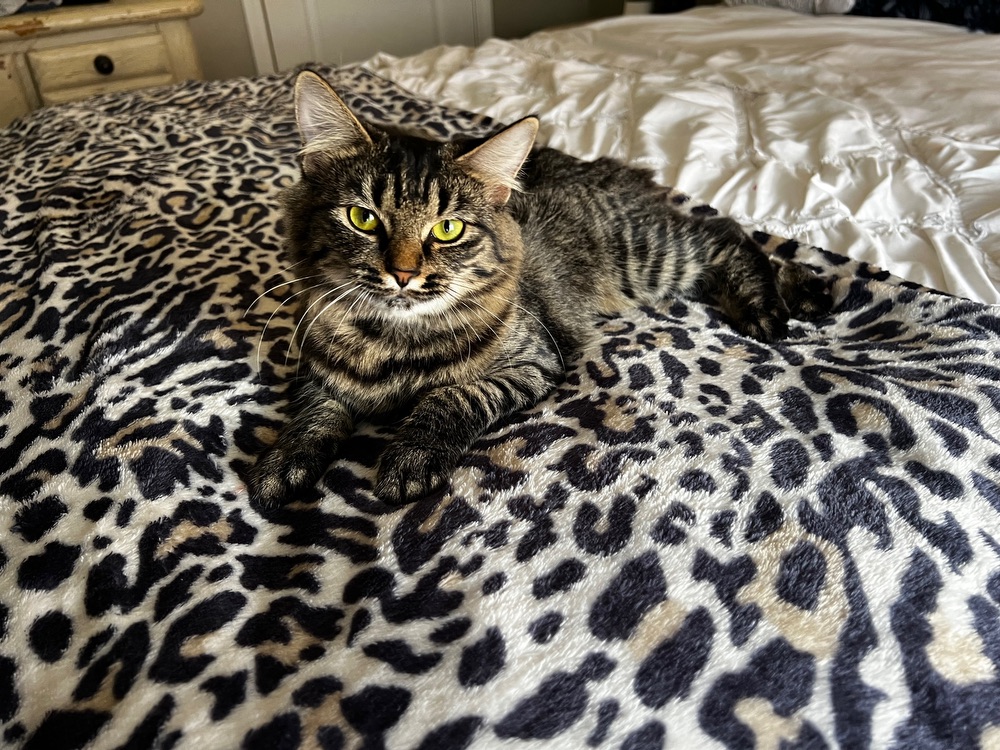 katedasquirrel avatar