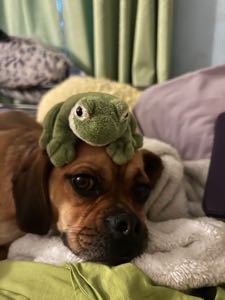 angrysquirrels  avatar