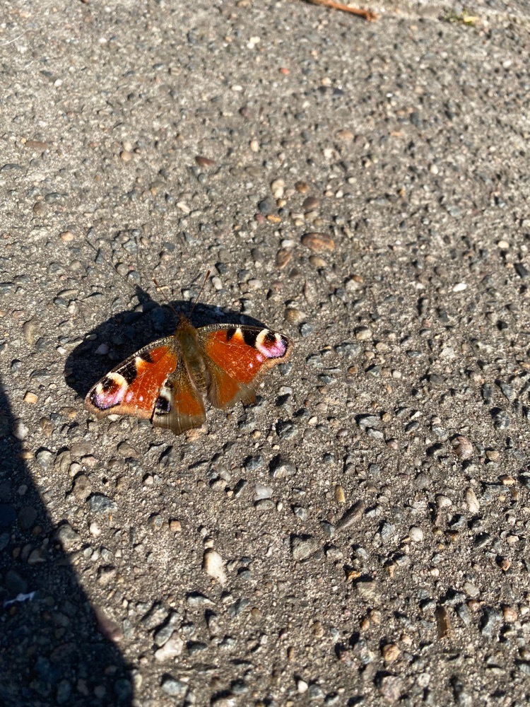 sunflowermuffin avatar