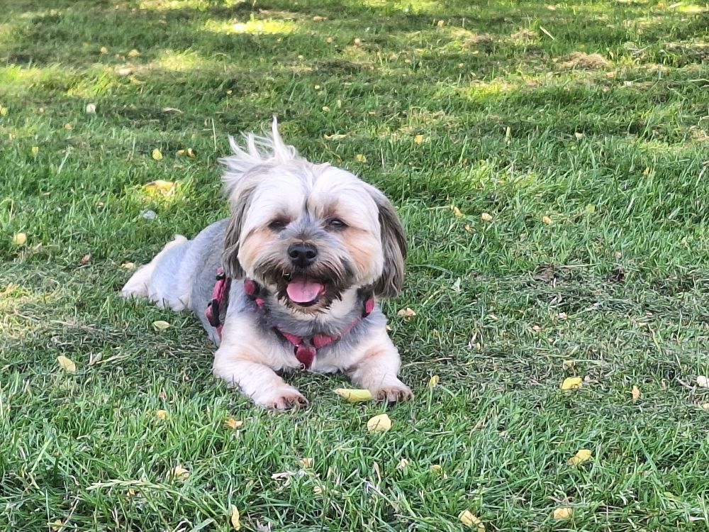 Zwollywoodgirl avatar