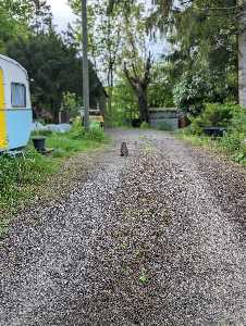 Aura Institoris avatar