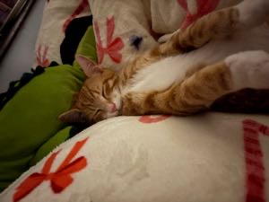 procrastequeen avatar