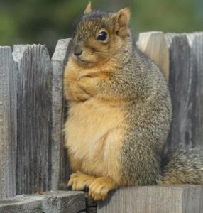 TheSquirrels🧠 avatar