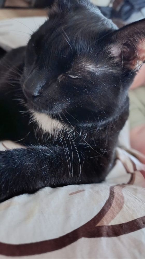 screamingotter avatar