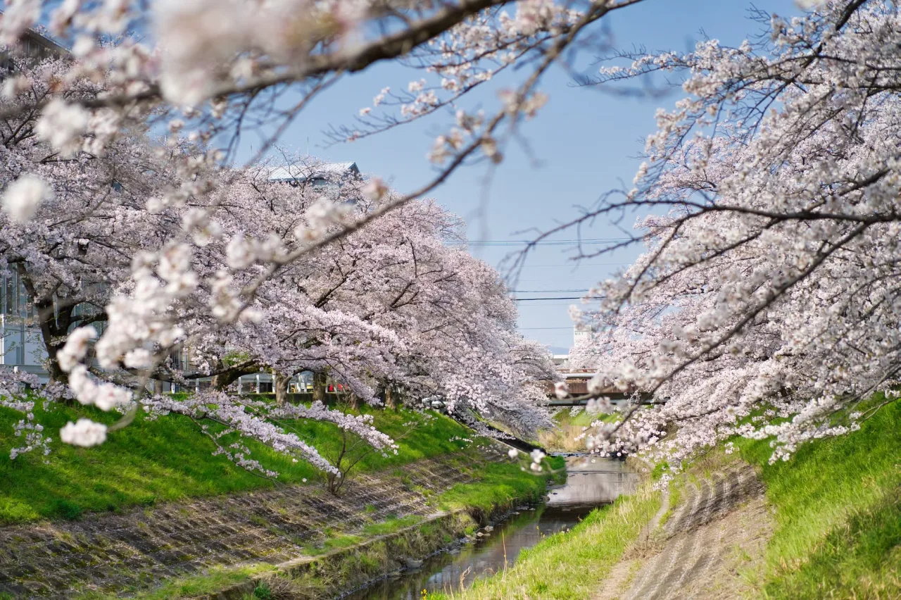 Melhor Época para Viajar para o Japão: Primavera, Outono, Neve e Clima