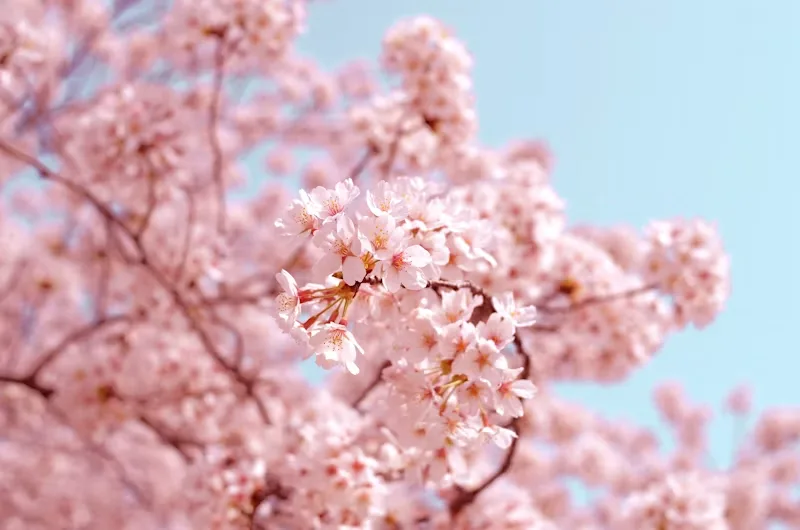 Cerejeiras Sakura no Japão