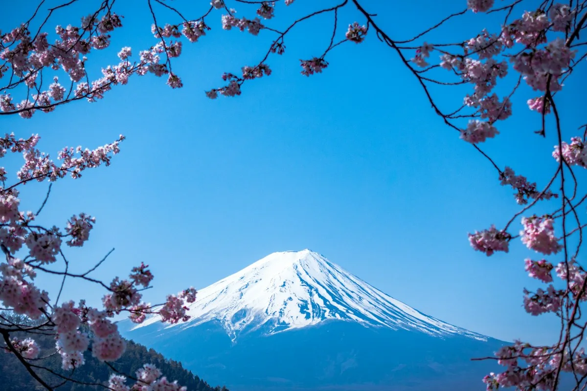 Monte Fuji com flores de cerejeira no Japão
