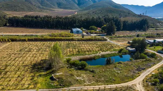 Export Table Grape Producing Farm - Liquidation Auction