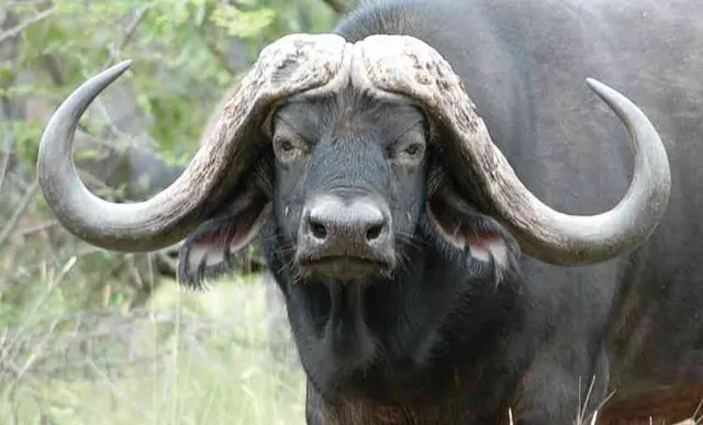 Outfitter Lot: Buffalo (M)