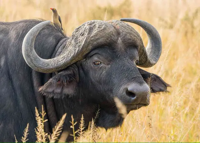 Hunting Package - Outfitters Dated to be determined