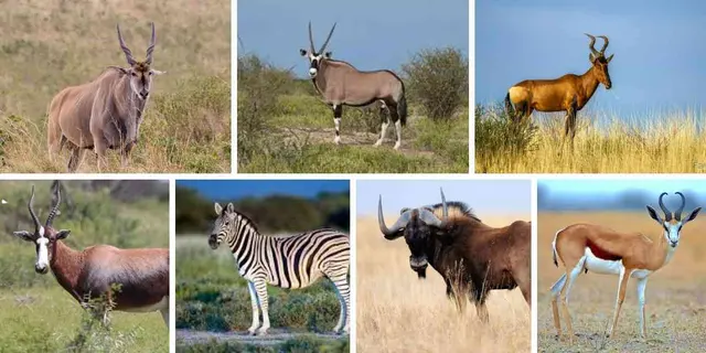 Hunting package - 1-5 April 2024