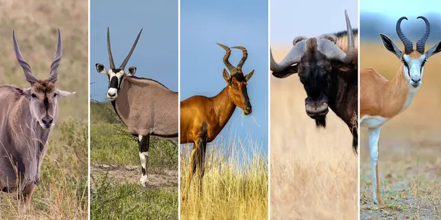 Hunting Package - Historical Disadvantaged Individuals - 17 - 21 July 2024