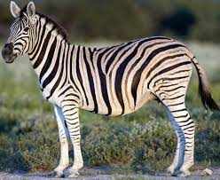 100+ Animals on Auction thumbnail 7