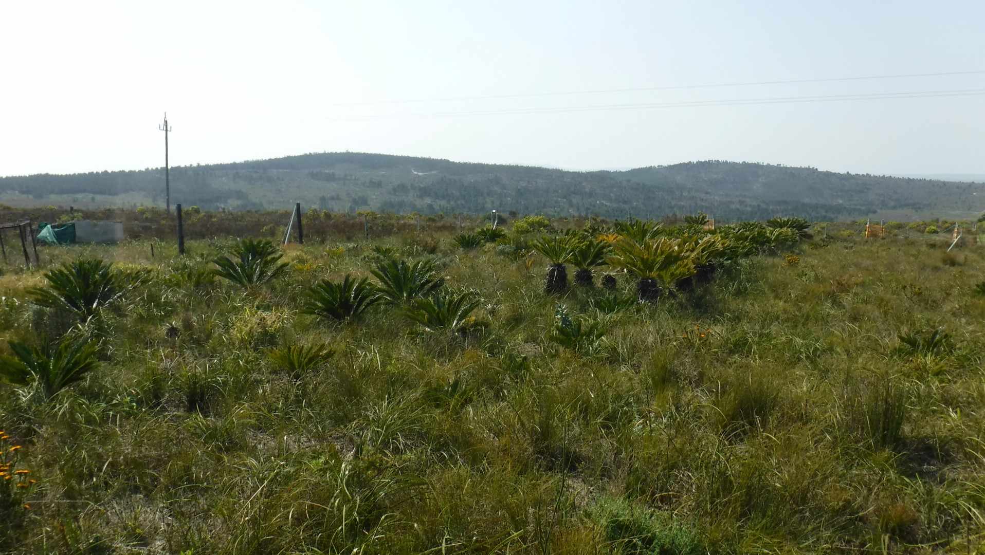 Pure Strandveld Splendour - Wolvengat Farm - To Be Sold At 10h00 thumbnail 3