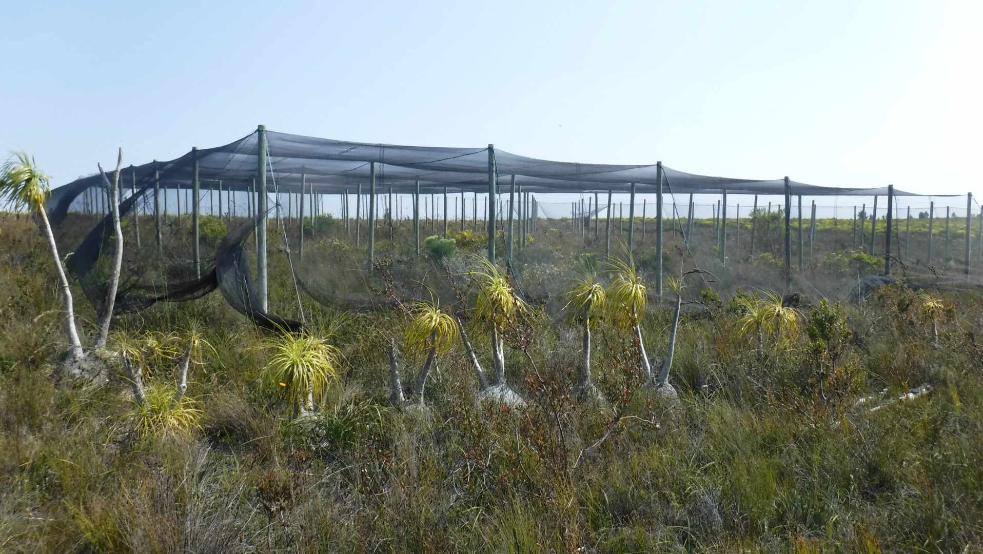 Pure Strandveld Splendour - Wolvengat Farm - To Be Sold At 10h00 thumbnail 6