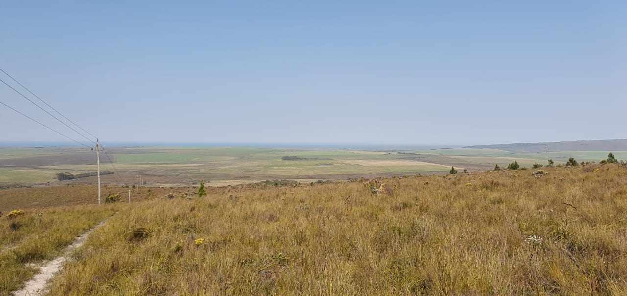 Pure Strandveld Splendour - Wolvengat Farm - To Be Sold At 10h00 thumbnail 8