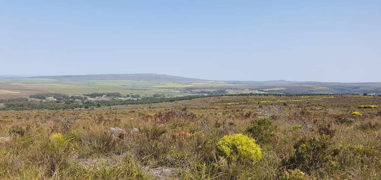 Pure Strandveld Splendour - Wolvengat Farm - To Be Sold At 10h00 thumbnail 10